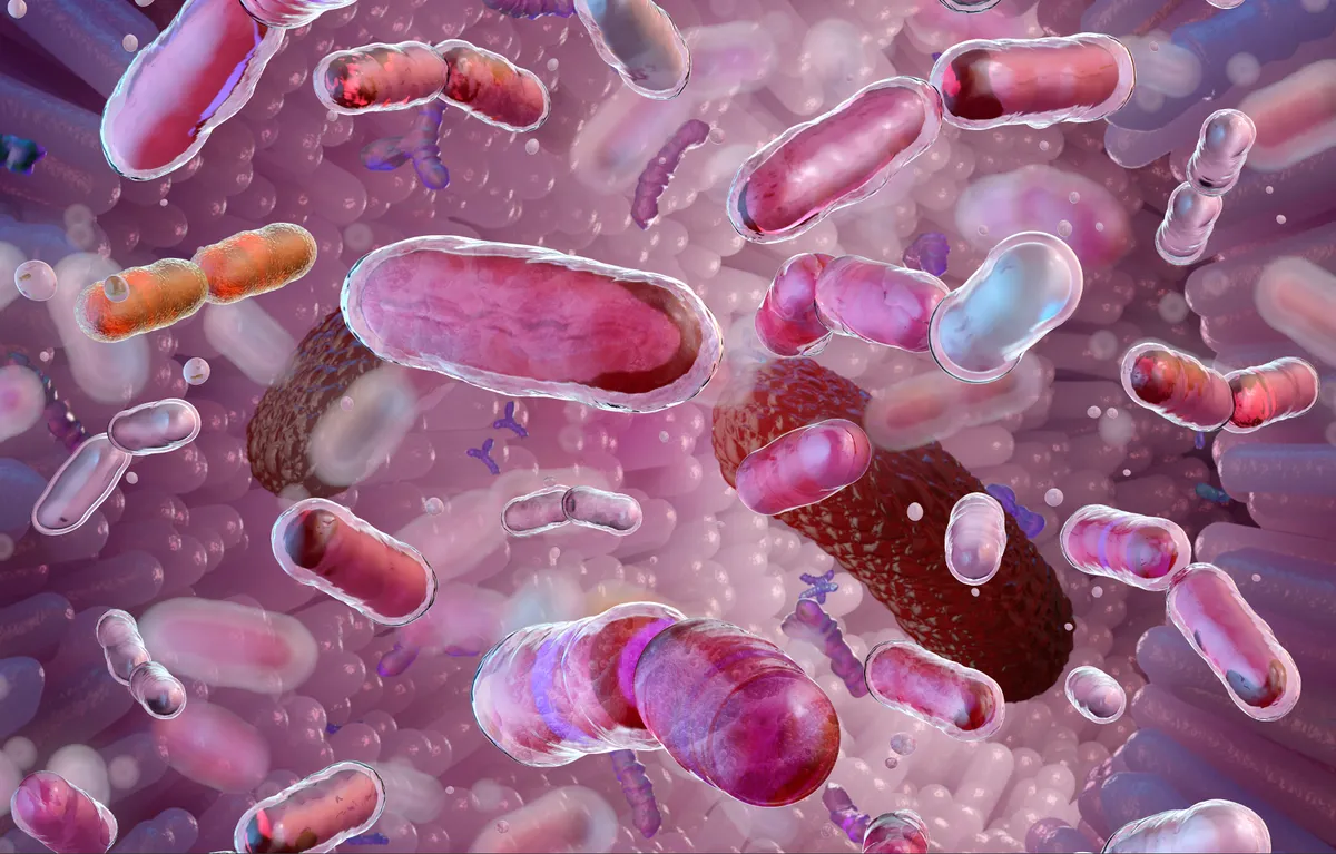 Bélmikrobiom, bélbaktériumok és más mikroorganizmusok az emberi emésztőrendszerben