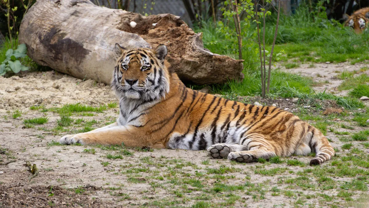 Visszatér a kihaltnak hitt Kaszpi-tigris Kazahsztánba