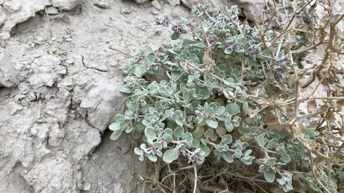 Hőségtűrő növény, Tidestromia oblongifolia a Halál Völgyének száraz, sivatagi talaján