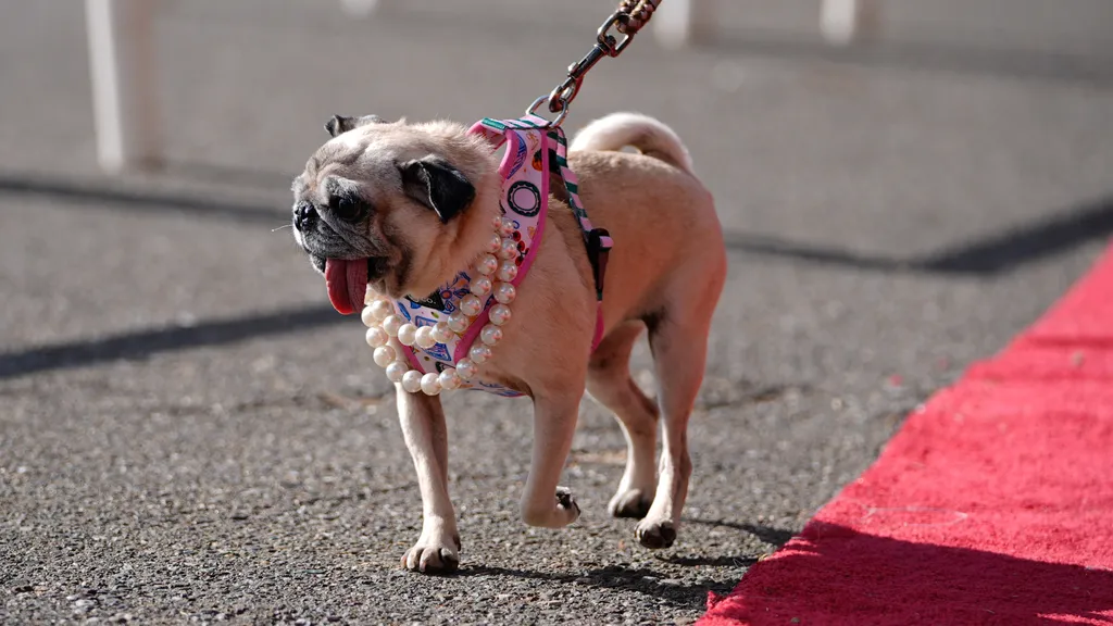 World's Ugliest Dog' contest 2026 in California