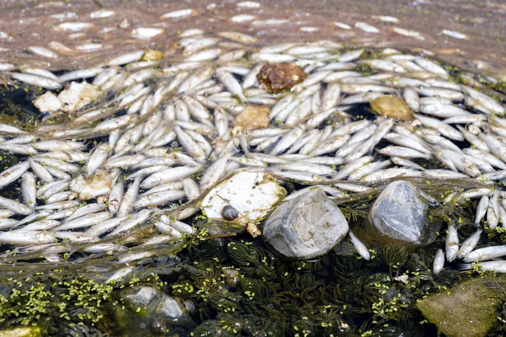 Tömeges halpusztulás történt az almásfüzitői Prépost-tóban (A kép illusztráció) Fish float on the surface of the water during during a mass die-off at the Ibn Najm marsh, about 25 kilometres northeast of Najaf in central Iraq on June 2, 2025. Iraqi authorities on June 2 launched a probe into a mass die-off of fish in the southern marshlands, the latest in a string of such events in recent years. (Photo by Qassem al-KAABI / AFP)