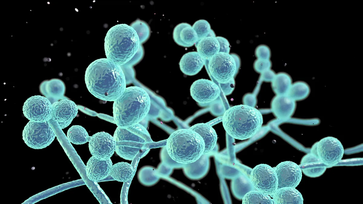 Candida auris: már 27 amerikai államban terjed a gyógyszerrezisztens gomba