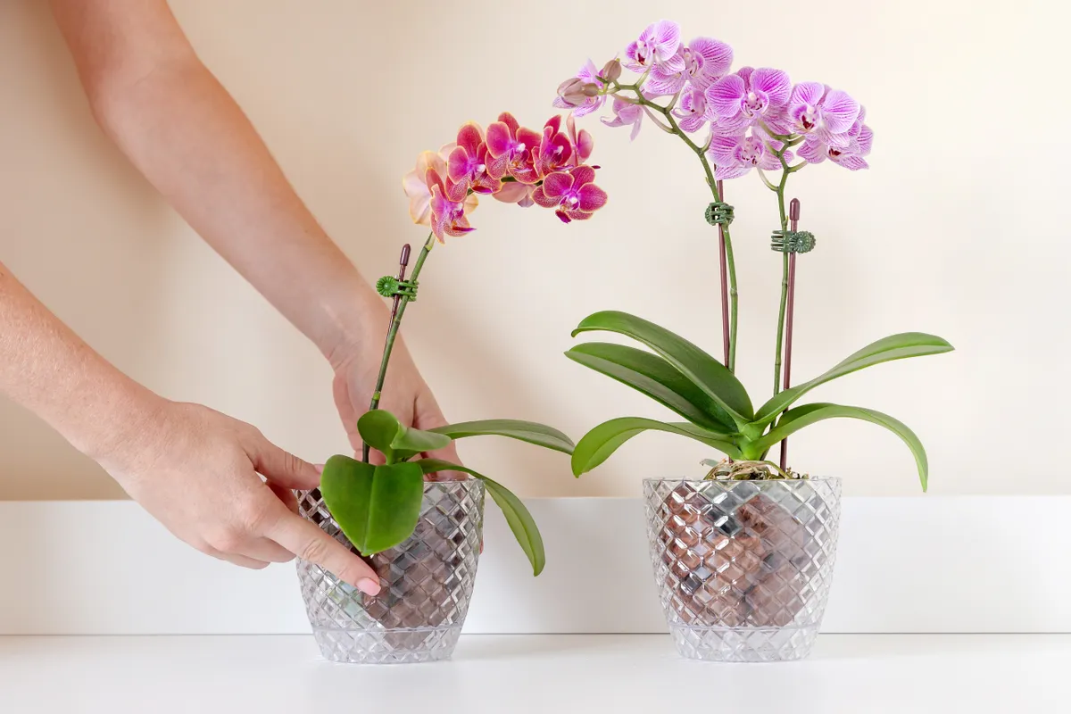 orchidea lakásban