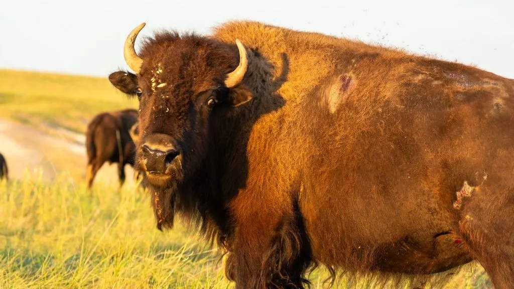 bölény, Close-up of American bison standing in prairie grass during golden hour in Badlands National Park, South Dakota, USA (Photo by Caspar Schlageter / Robert Harding RF / robertharding via AFP)