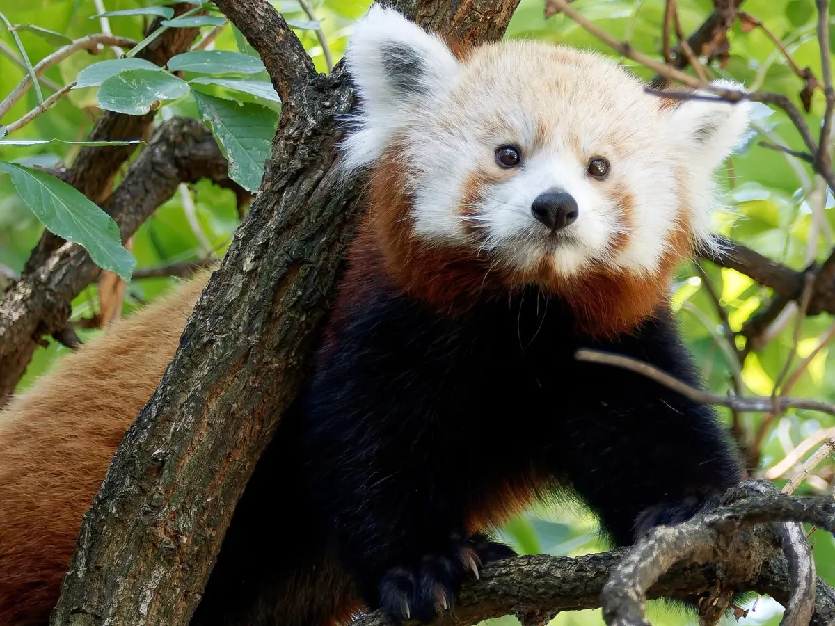 A vörös panda amdoparvovírusát jelenleg is kutatják a szakemberek.
