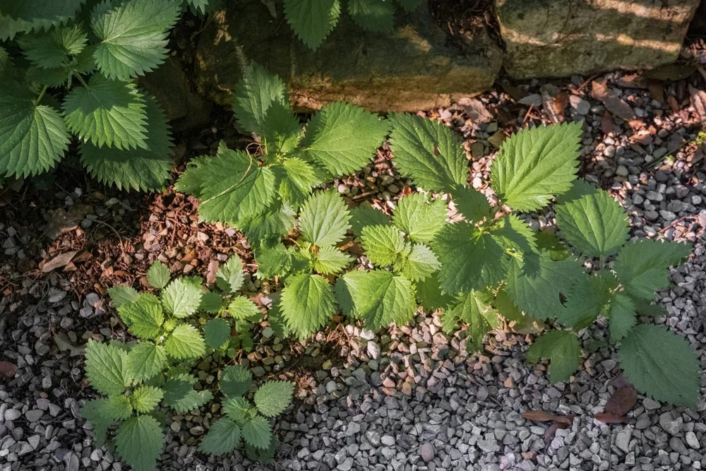csalán az út mentén, a pesto krémhez