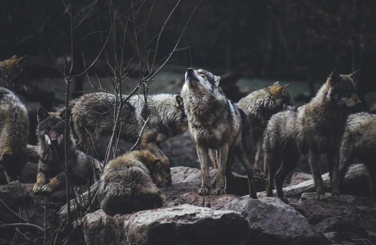 A farkas falka elpusztítása után heves viták indultak az állatpark döntéséről