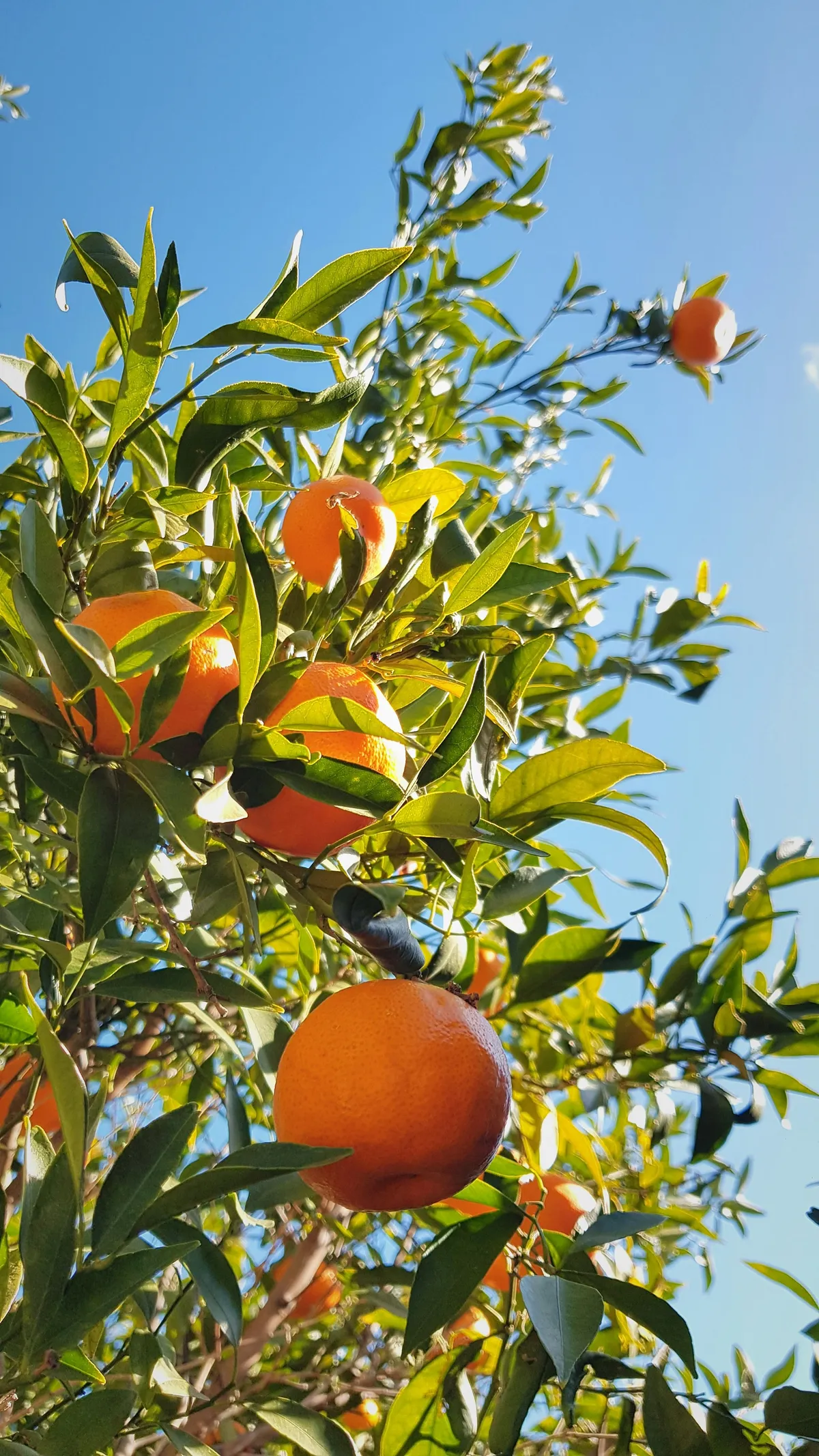 Hogyan nevelhetünk citrusféléket otthon?