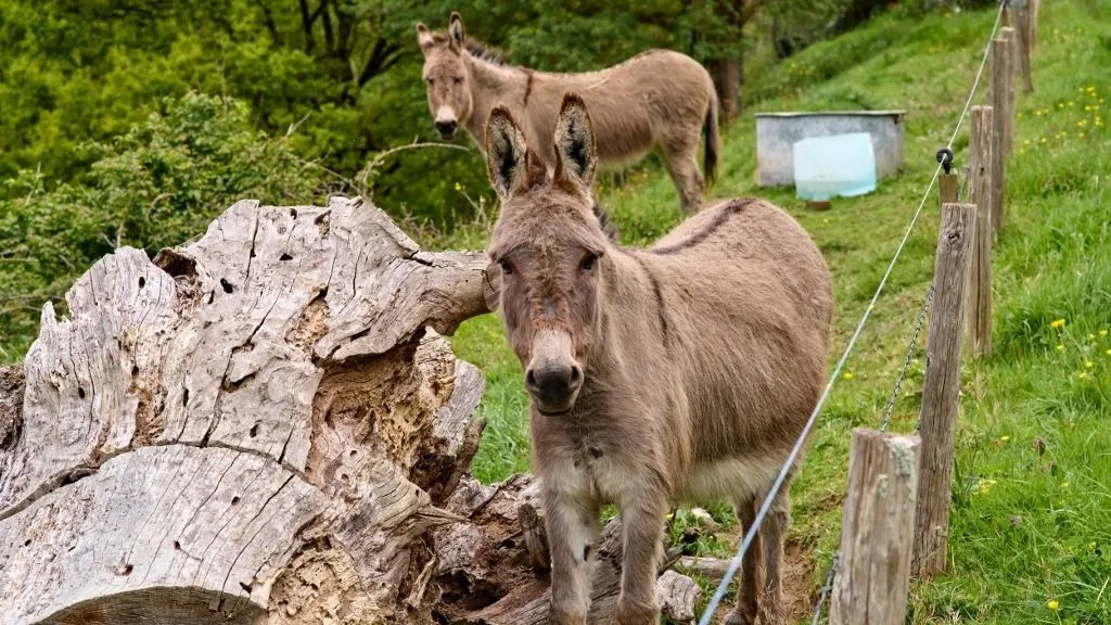 szamár, Two donkeys standing in a green pasture near an old tree stump and an electric fence in Montaigu-Vendee in the Pays de la Loire region of France on April 14, 2026. One donkey faces the camera while the other grazes in the background. Illustration rural heritage, livestock breeding, countryside life. Photograph by Mathieu THOMASSET / Hans Lucas.Deux anes debout dans un pre verdoyant pres d une vieille souche d arbre et d une cloture electrique a Montaigu-Vendee dans la region Pays de la Loire en France le 14 avril 2026. Un ane fait face a l objectif tandis que l autre broute en arriere-plan. Illustration patrimoine rural, elevage, vie de campagne. Photographie par Mathieu THOMASSET / Hans Lucas. (Photo by Mathieu Thomasset / Hans Lucas via AFP)