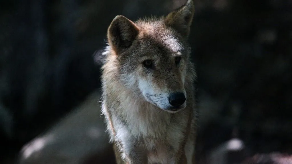 farkas Mongolian wolf with reddish fur in low light with a focused expression at the Gevaudan Wolf Park in Saint-Leger-de-Peyre France on August 23 2025. The return of the wolf to France since the 1990s has increased pressure on livestock farmers and on June 5 the European Union officially approved its downgrading in the Habitats Directive. (Photo by Romain Costaseca / Hans Lucas via AFP)