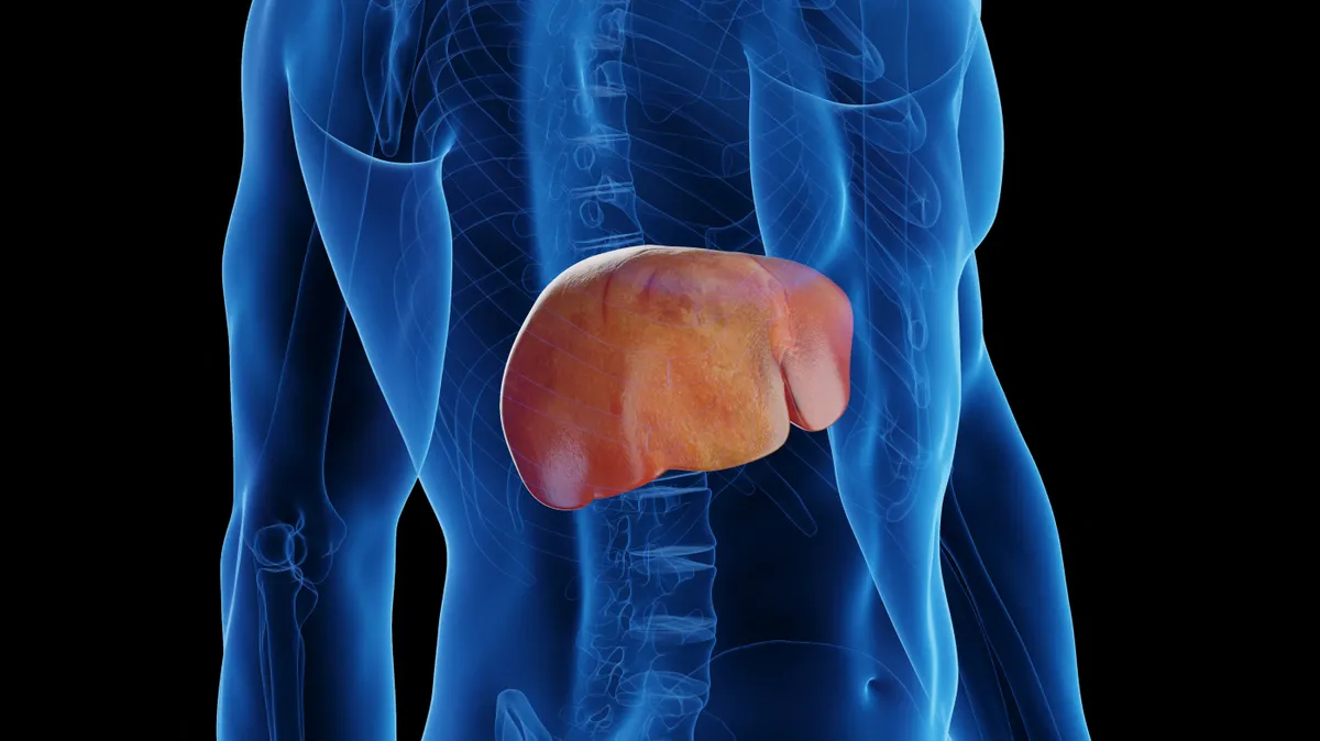 heszperetin, máj öregedése, emberi máj, citrusfélék flavonoidja, Cisd2 gén, májműködés