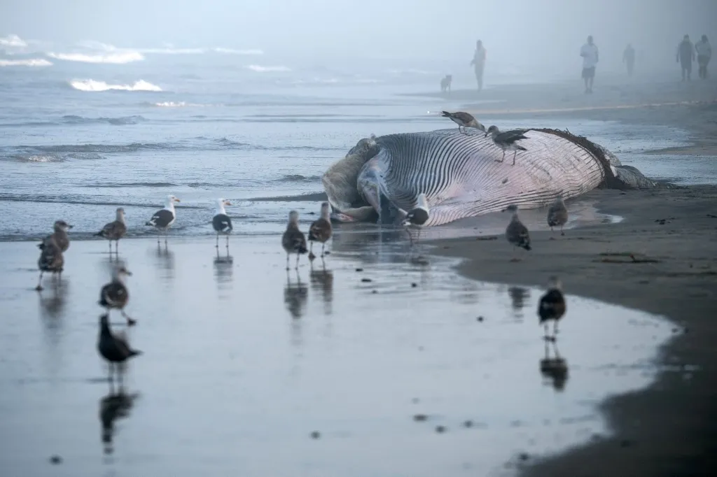 The body of a dead whale is seen stranded on the beach in Playas de Tijuana, Baja California state, Mexico, on August 25, 2026. (Photo by Guillermo Arias / AFP)