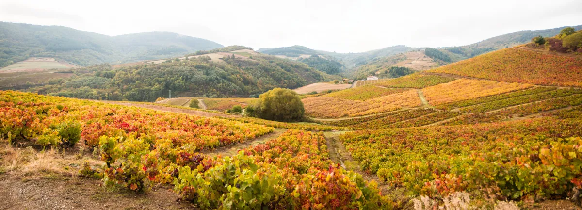 Franciaország legszebb borvidékei közé tartozik a Beaujolais borvidék.