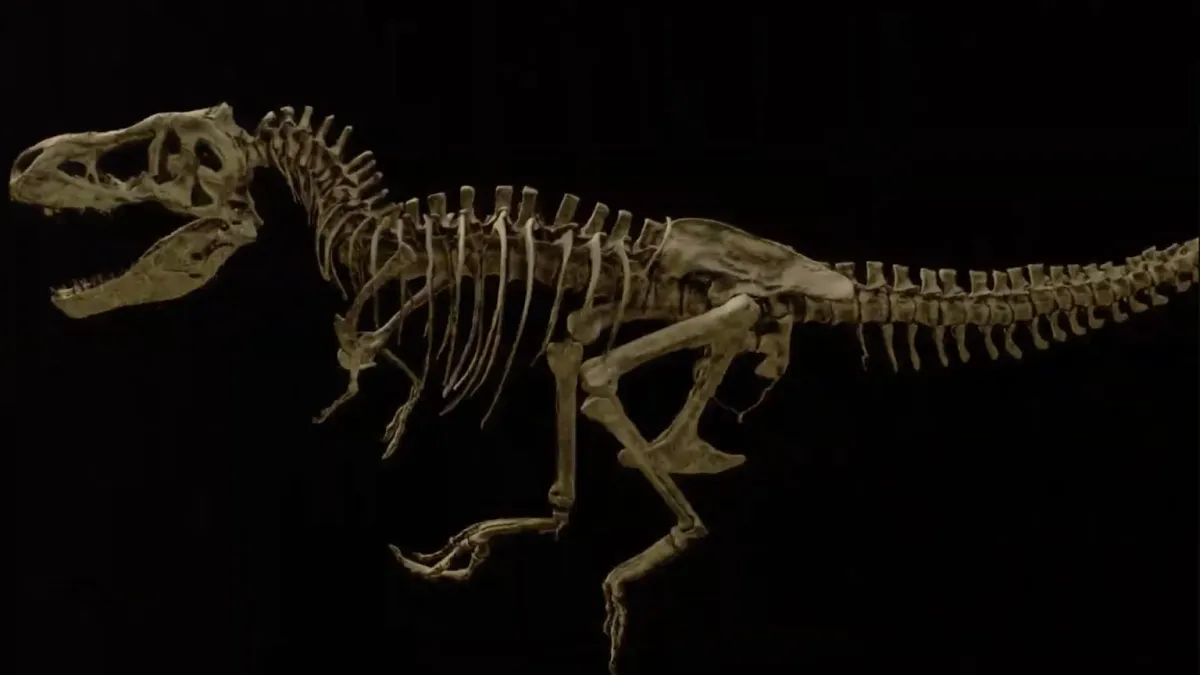 Tyrannosaurus rex fosszília, dinoszaurusz, paleontológia, fosszilizálódott érrendszer