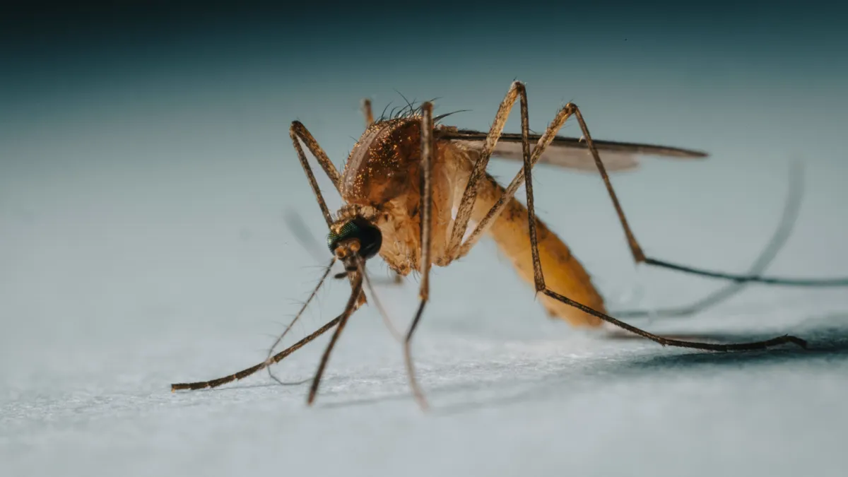 Dengue-járvány miatt rendkívüli állapotot hirdettek Floridában