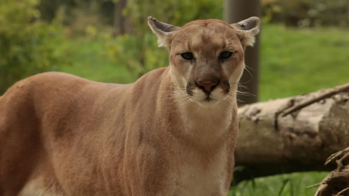 Puma San Franciscóban: órákig tartott a nagymacska befogása