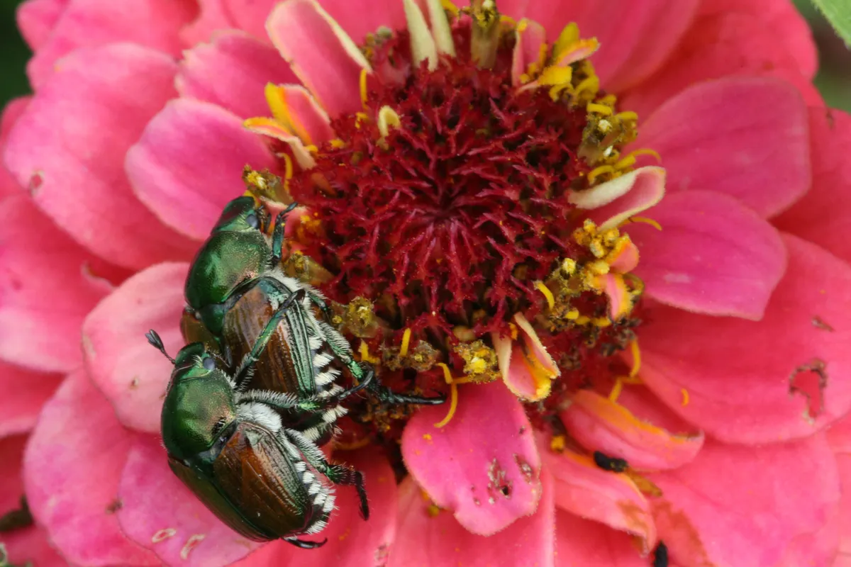 Japanese beetles (Popillia japonica) mating on a flower in Markham, Ontario, Canada, on August 06, 2023. (Photo by Creative Touch Imaging Ltd./NurPhoto) (Photo by Creative Touch Imaging Ltd / NurPhoto via AFP)