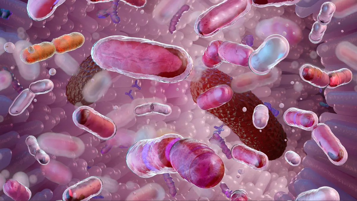 Bélbaktériumok és a bélmikrobiom mikroorganizmusai az emberi bélrendszerben