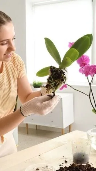 Orchidea-mentőakció: ettől a 3 filléres csodaszertől kelnek életre haldokló virágaid