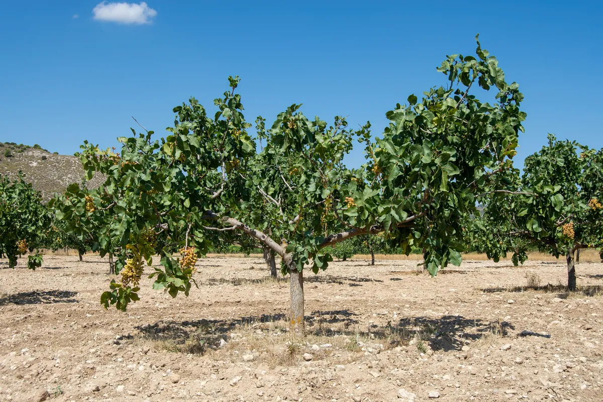 Termést hozó pisztáciafák egy ültetvényen.
