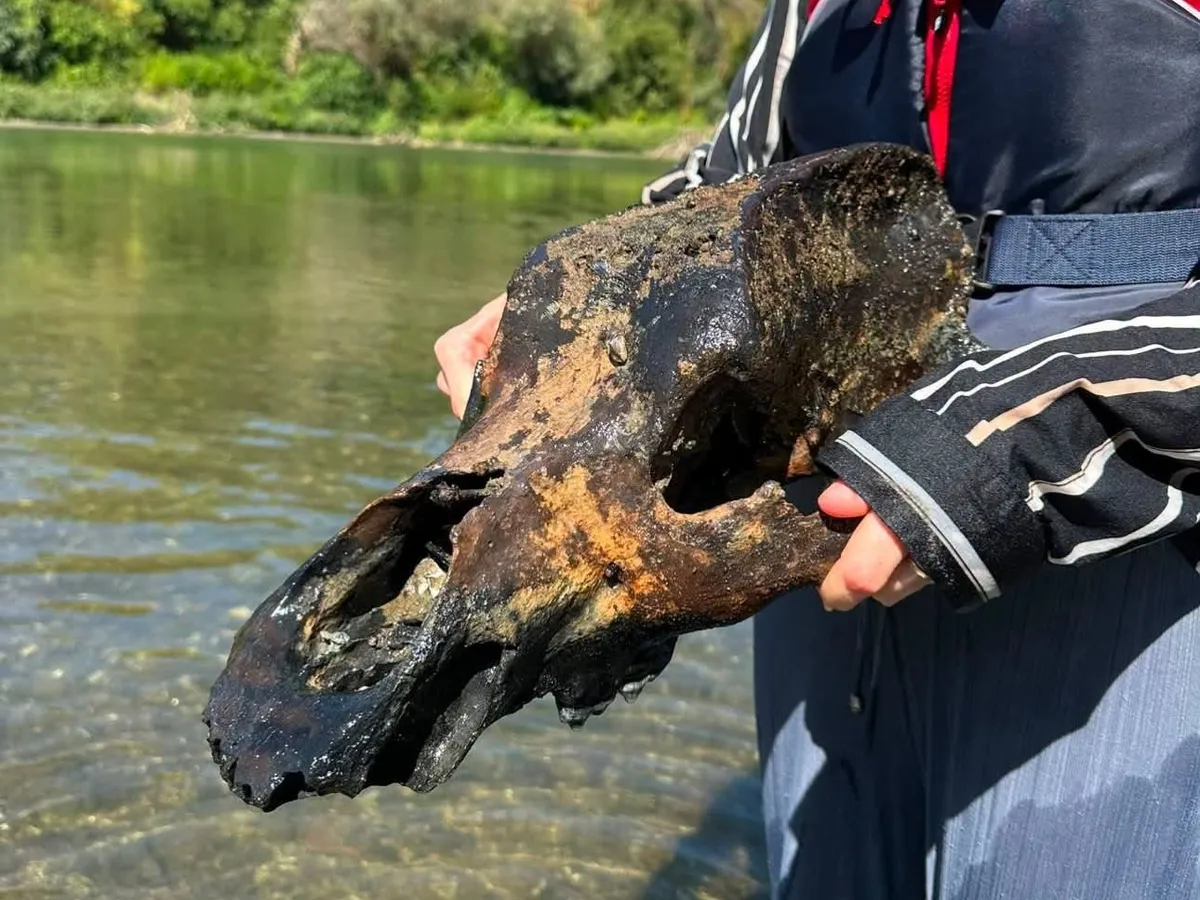 Ősi állat maradványait rejtette a Tisza medre