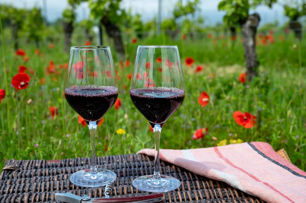 Picnic on old vineyard with red poppies flowers and green grass with glasses of red Cahors wine, summer in Cahors wine making region in France, holidays or weekend background