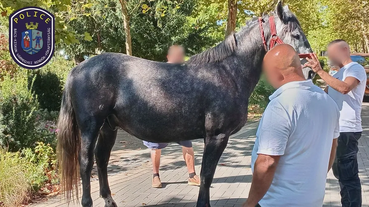 Kiskunfélegyháza belvárosában elszabadul lovak egyike
