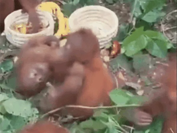 orangután, India, Odisha, Balasore, orangutánkölykök, állatcsempészet, nemzetközi állatcsempészet, csempészhálózat, veszélyeztetett állatok, súlyosan veszélyeztetett faj, vadon élő állatok, Nandankanan Állatkert, Wildlife Crime Control Bureau, Indonézia, Malajzia, borneói orangután, szumátrai orangután, tapanuli orangután, IUCN, CITES, egzotikus háziállatok, vadvilág, természetvédelem Az orangutánkölyköket  egy Odisha állambeli erdőben találták meg Fotó: YouToube