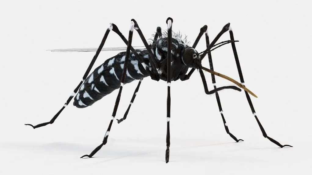 malária, Illustration of a mosquito (Aedes albopictus). Seen in lateral view. (Photo by 3dMediSphere/Science Photo Libra / SKU / Science Photo Library via AFP)