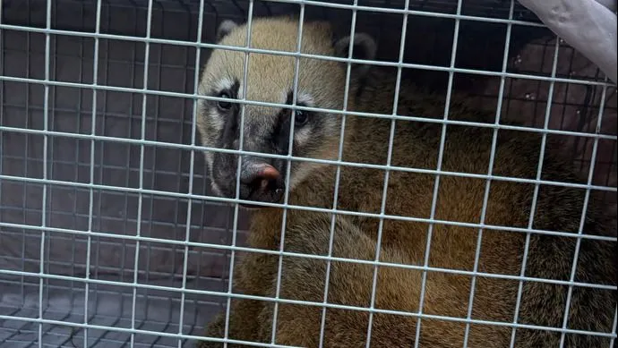 Ormányos medve: befogták a Börzsönyben kóborló egzotikus állatot