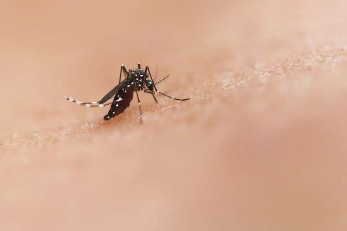 malária tünetei, malária fertőzés, malária tünet, szúnyogcsípés, Anopheles-szúnyog, Plasmodium falciparum, malaria tropica, malária megelőzése, malária elleni oltás A malária fertőzött Anopheles-szúnyog csípésével terjedhet Fotó:  Unsplash 