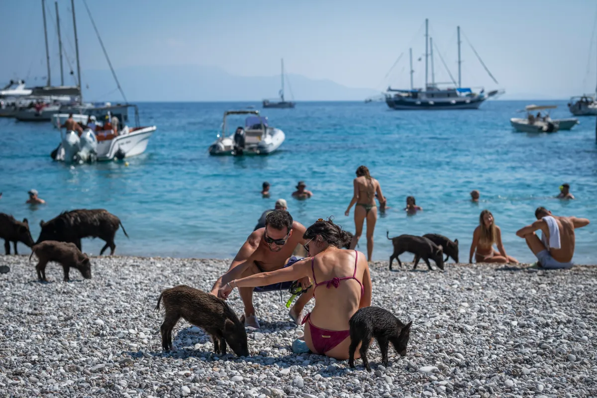 Mediterranean black pigs stand among tourists at a beach on the private island of Atokos, in the Ionian Sea, Greece, on September 10, 2026. Atokos, a private island located off the coast of western Greece, has gained popularity on social media for its population of free-roaming Mediterranean black pigs. The uninhabited island has become a popular stop for boats and visitors, who come to swim in its waters and see the pigs roaming freely around the island. (Photo by Aris MESSINIS / AFP)