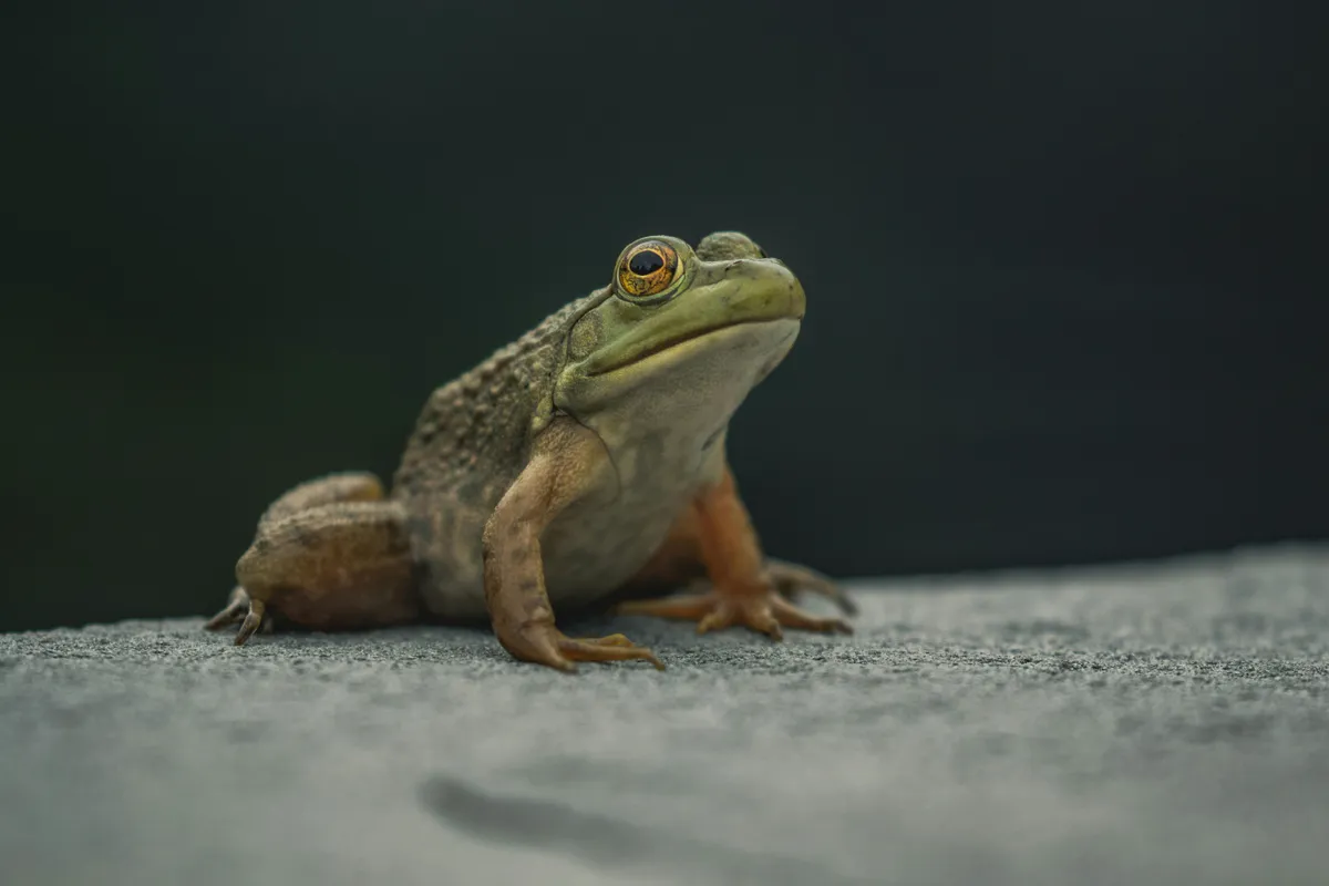 Amazonas, békafaj, Adenomera varcena, kétéltű, új faj, Amazonas élővilága, biológiai sokféleség, klímaváltozás Az új békafaj külsőre nagyon hasonlít közeli rokonaira