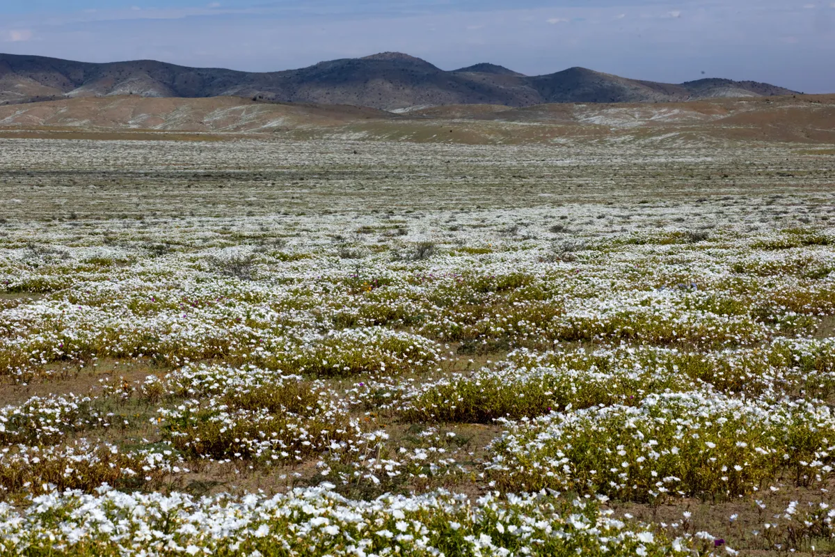 Flowers bloom at the Atacama Desert in Copiapo, Chile on September 18, 2026. (Photo by Javier TORRES / AFP)