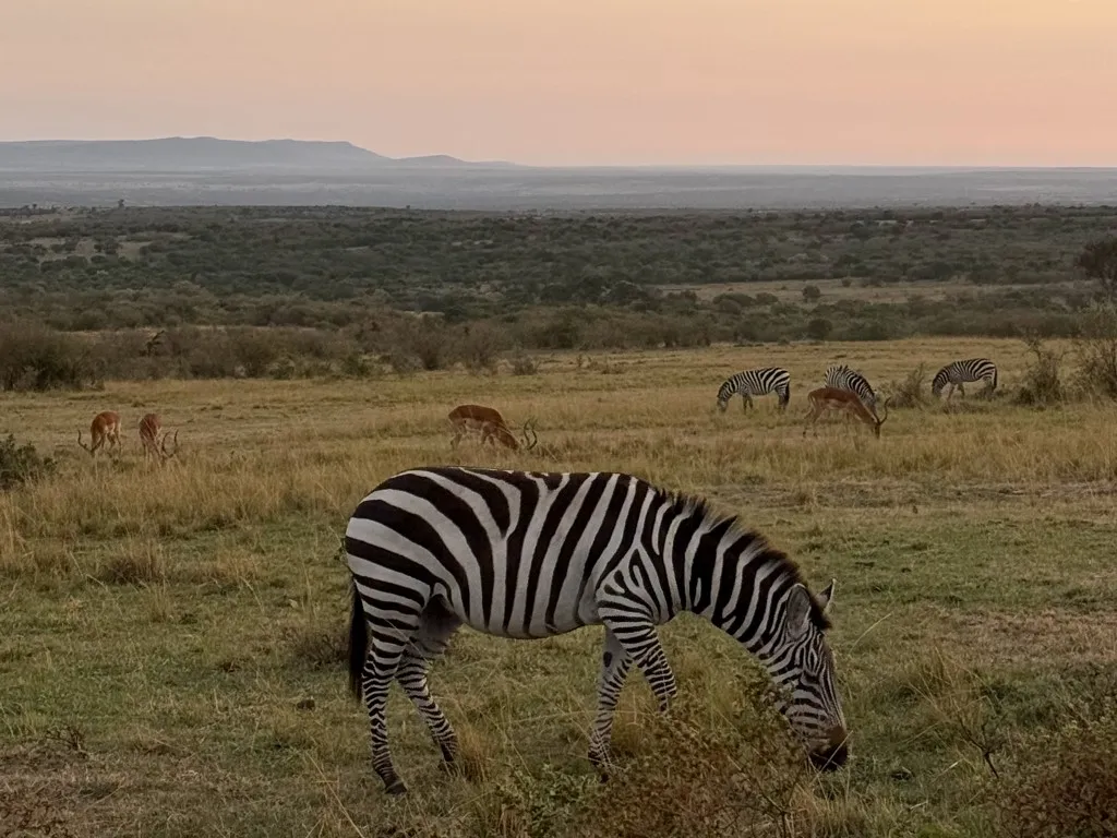 zebra