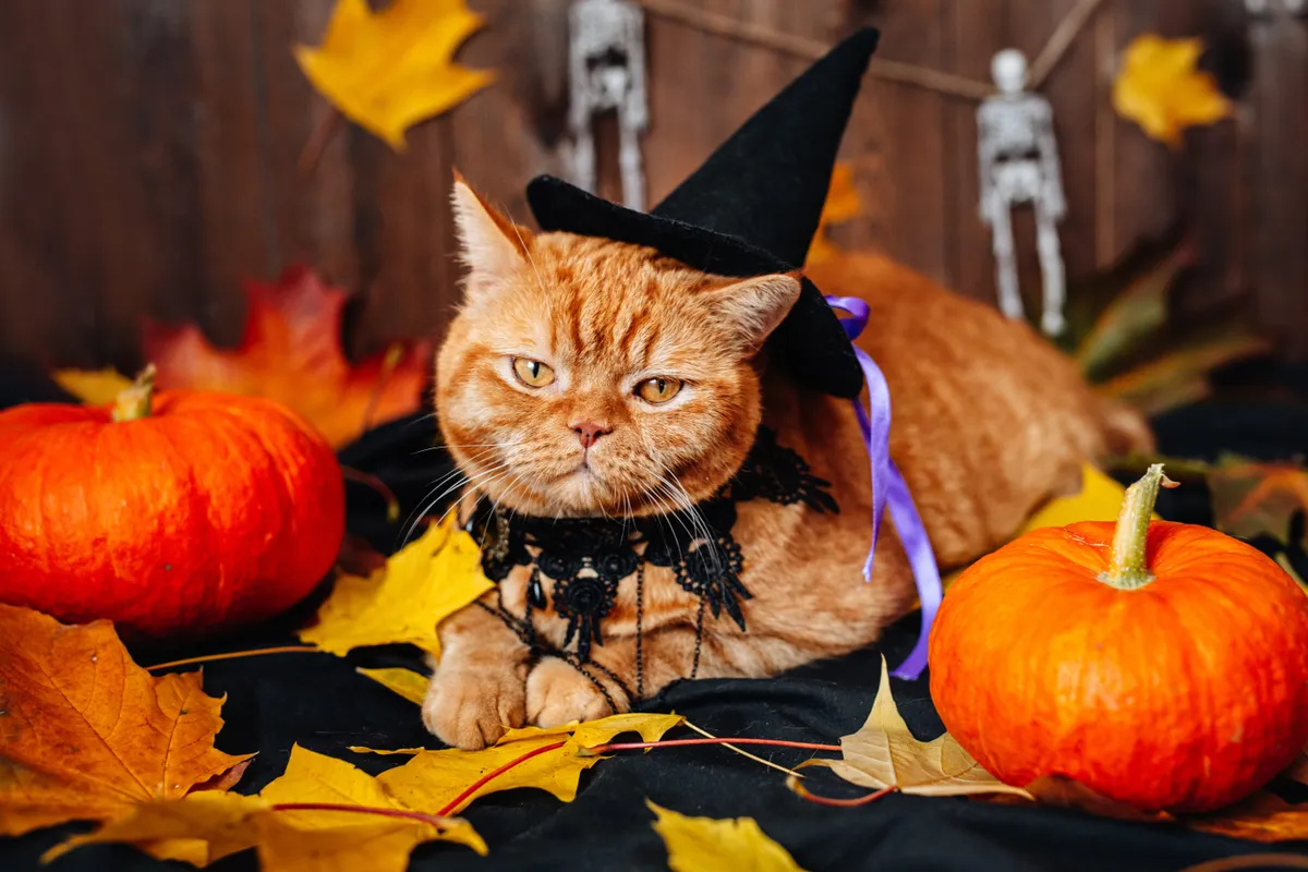 Halloweeni állatjelmezek - macska boszi kalapban