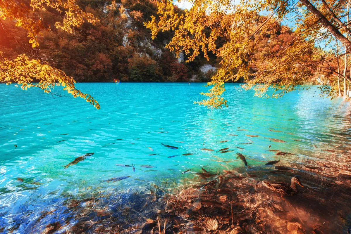 Türkizkék színű tó a Plitvicei-tavaknál ősszel