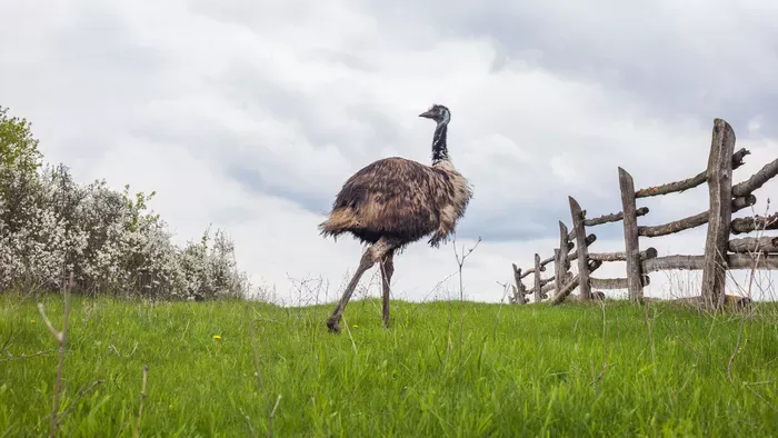 Ahol télen jön el a tojásszezon, és a kakasok végzik a munka javát – Így zajlik az élet a magyar emufarmon