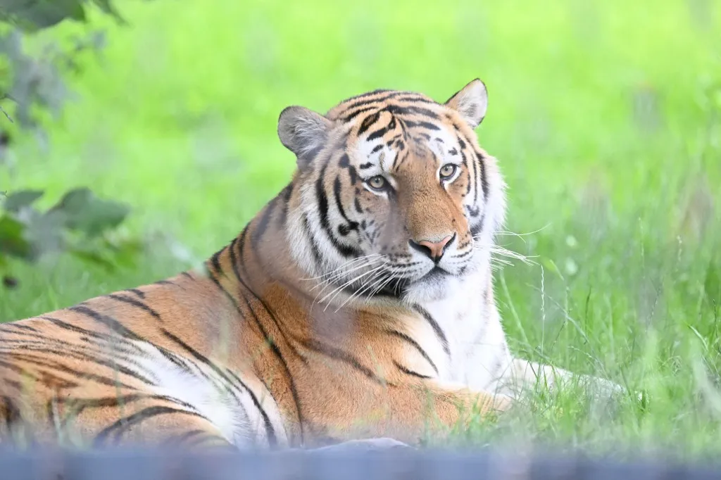 tigris