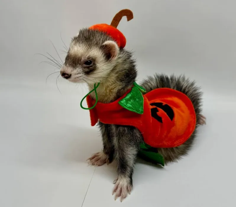 Halloweeni állatjelmezek - vadászgörény tökjelmezben kalapban