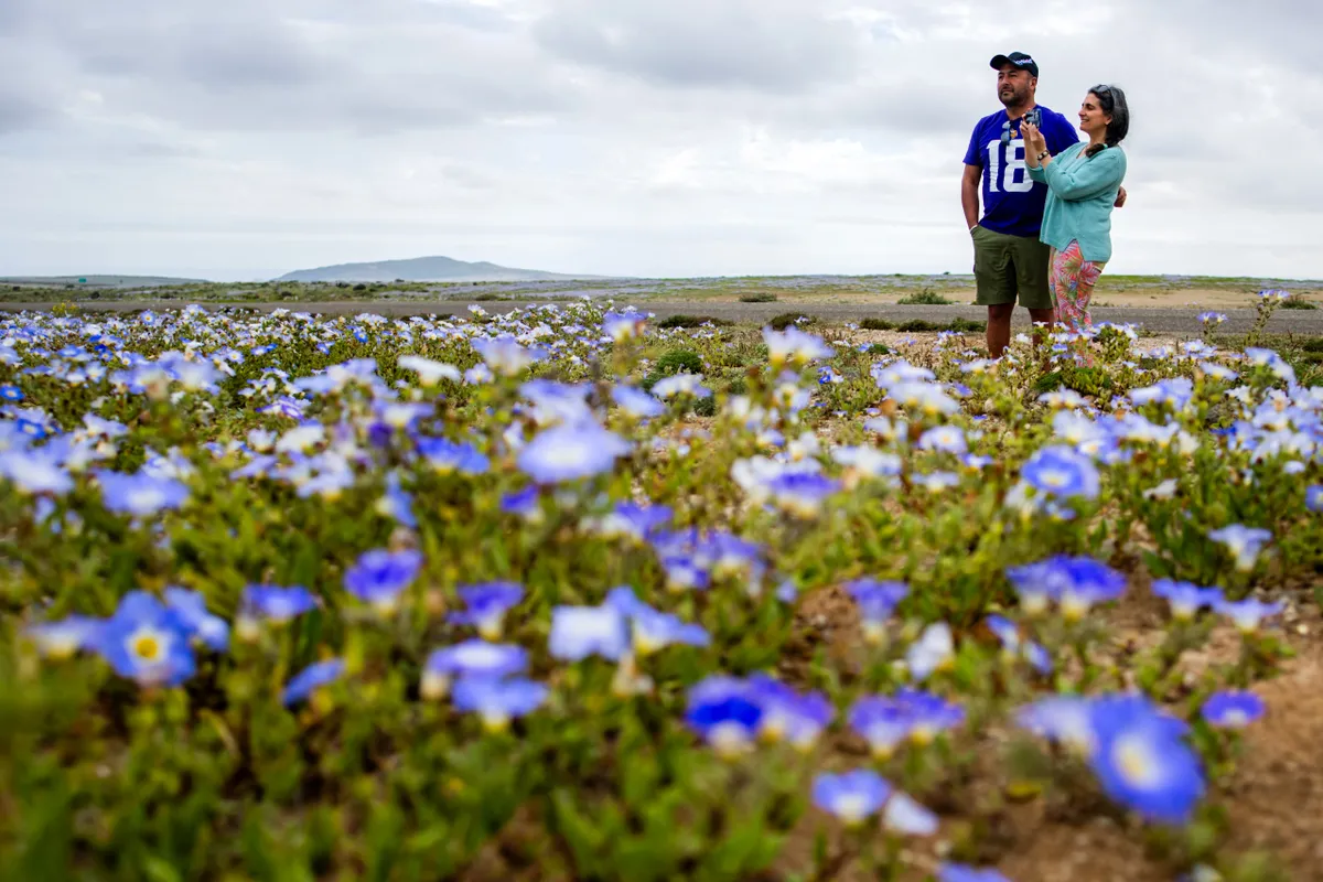 People watch flowers blooming at the Atacama Desert in Copiapo, Chile on September 18, 2026. (Photo by Javier TORRES / AFP)