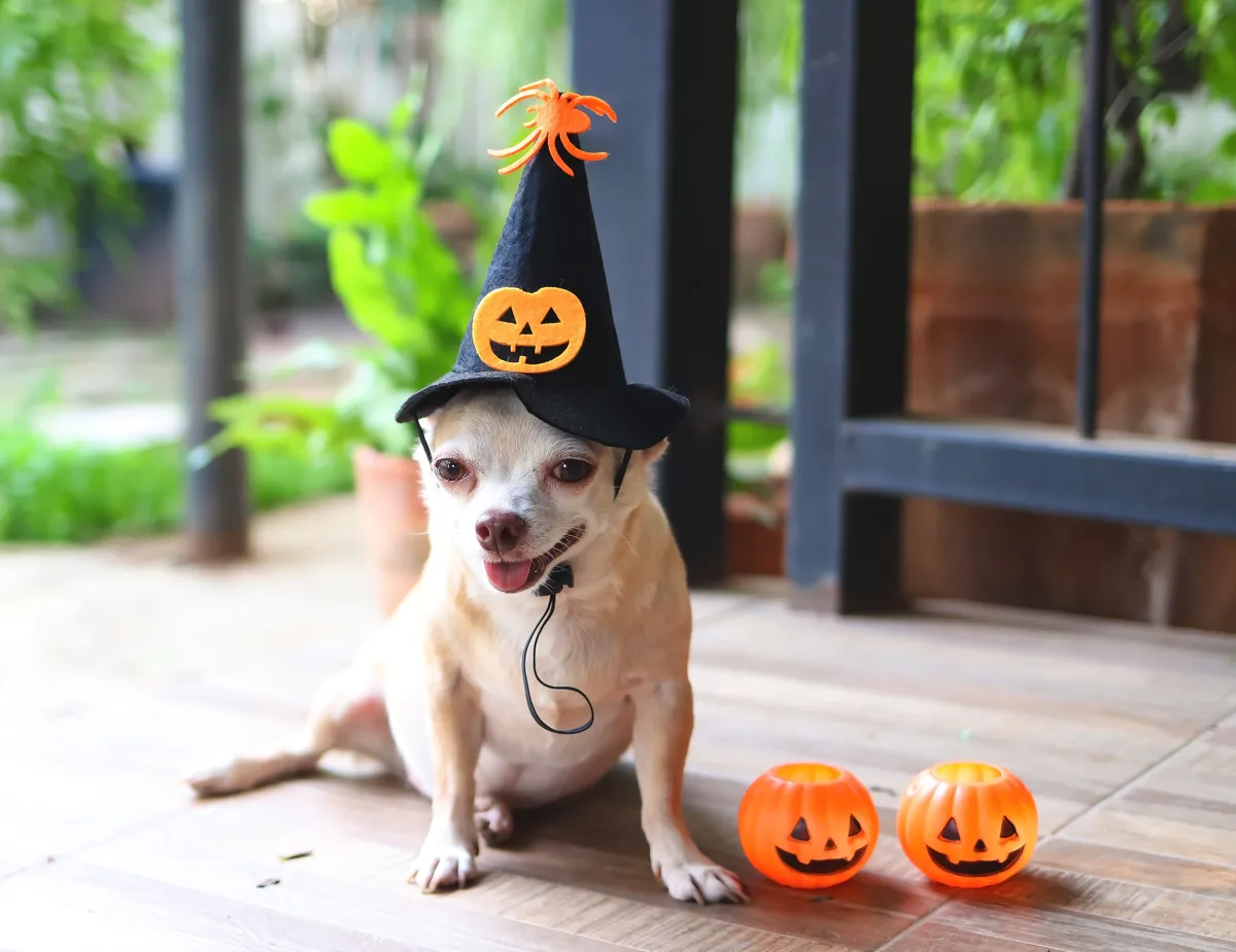 Halloweeni állatjelmezek csivaván