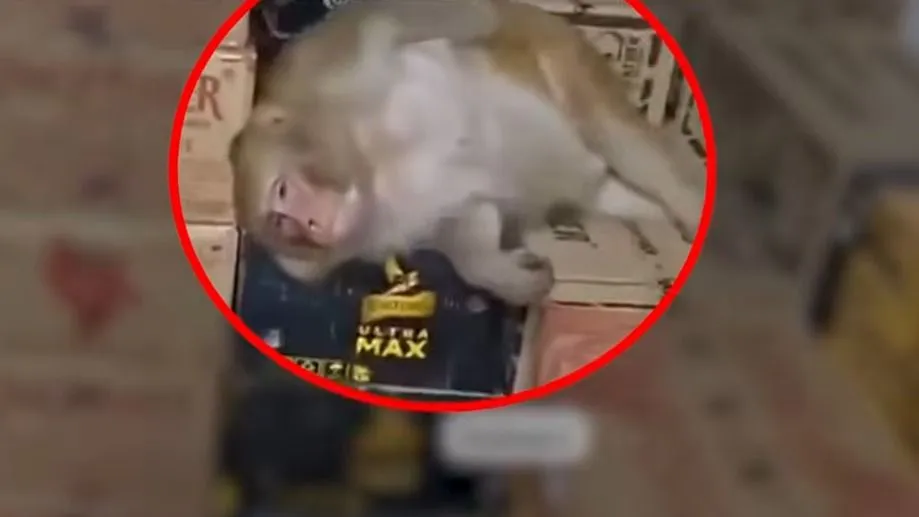Egy majom teljesen részegre itta magát egy indiai italboltban, az esetről videó is készült.