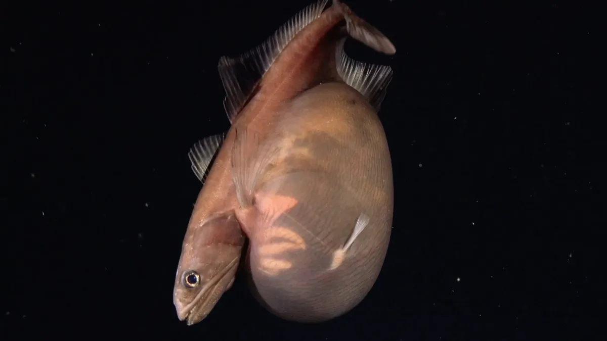 A lencsevégre kapott fekete nyelőhal (Chiasmodon niger)